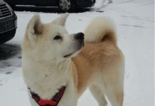 Neue Wochenserie bei RHEINHESSEN-NEWS: Tier der Woche