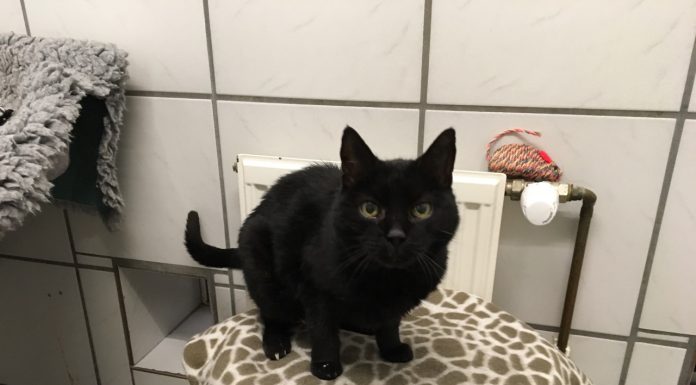 Die Serie: Tiere suchen ein Zuhause – Katze Funda