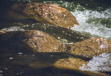 Allgemeinverfügung untersagt seit Samstag, 23. Juli 2022 Wasserentnahmen aus Bach- und Flussläufen im Mainzer Stadtgebiet