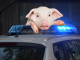 Schwein gehabt! – Ausgebüxte Schweine in Ingelheim