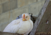 Vogelgrippe: Stallpflicht kurz vor Weihnachten aufgehoben