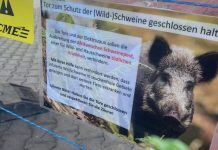 Afrikanische Schweinepest: Weniger Dynamik, aber dennoch keine Entwarnung