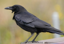 Krähenkolonie am Lerchenberg: Maßnahmen zur Vergrämung starten