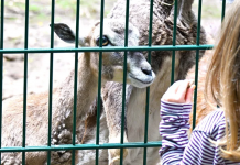 Erkrankte Tiere im Wildpark Gonsenheim